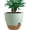 Green With Brown, variant on NGD Self Watering Pots, Plastic Planters, 12 inch Large with 60oZ Removable Deep Reservoir and Multi Mesh Drainage Holes for Indoor Outdoor Garden Plants and Flowers, Black