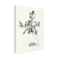 thumbnail image 2 of Wild Apple Portfolio 'Peony Blossoms Gray' Canvas Art, 2 of 3
