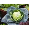 thumbnail image 4 of Sunutri Seeds Cabbage Bok Choy Heirloom Vegetable Seeds Variety Pack for Gardening and Planting, 4 of 7