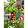 thumbnail image 5 of Adifare 24 Inch Plastic Moss Poles for Plants Monstera Reusable Semi-cylindrical Sphagnum Moss Poles Hollow Self Watering Plant Support Stick for Climbing Plants Indoor Plants, 5 of 11