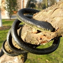 BESTSKY Lifelike Rubber Black Fake Snake Looks Like Real Gag Gift Prank Joke 52 Inch for Halloween Party,April Fool's Day,Garden Decor