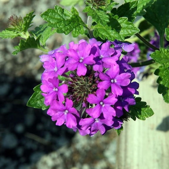 Purple Spreader™ Garden Verbena - Verbena canadensis 'Homestead Purple'