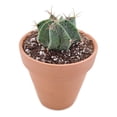 thumbnail image 2 of Astrophytum Ornatum Star Cactus - 2 inch + Clay Pot, 2 of 2