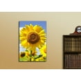 thumbnail image 2 of Canvas Prints Wall Art - Closeup of Big Sunflower under Blue Sunny Sky | Modern Wall Decor/Home Decoration Stretched Gallery Canvas Wrap Giclee Print & Ready to Hang - 24" x 36", 2 of 3