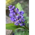 thumbnail image 2 of Blue Ginger Dichorisandra Thyrsiflora Flower Plant Bulb Root 1 Pack (2"-4" Long) Partial Shade, Perennial, 2 of 10