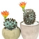 thumbnail image 5 of 4 cactus artificiales realistas de plástico en miniatura, suculentas, decoración para el hogar y la oficina, cactus artificiales realistas para la casa de tu mascota., 5 of 5