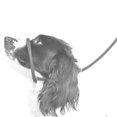 thumbnail image 3 of Dog Control Leash, Super Soft Durable Strong Dog Training Leash Rope For Walking Training Pets, 3 of 8