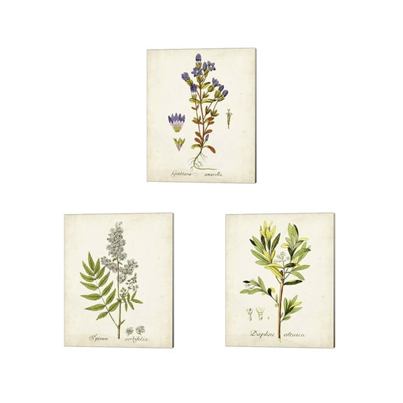 Great Art Now Antique Herb Botanical by Unknown 3 Piece Canvas Art Set Each 12"W x 15"H