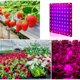 thumbnail image 5 of Toystoory 25W-81 Beads LED Grow Light Red Blue Lámpara de cultivo Plantas Iluminación del panel para plántulas de interior Jardín y Patio No.01 US Plug, 5 of 6