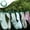 Green, variant on Windproof Retractable Clothesline Fixed Buckle Travel Clothesline Convenient Clothesline With Clips 12 Clothespins 70.87in
