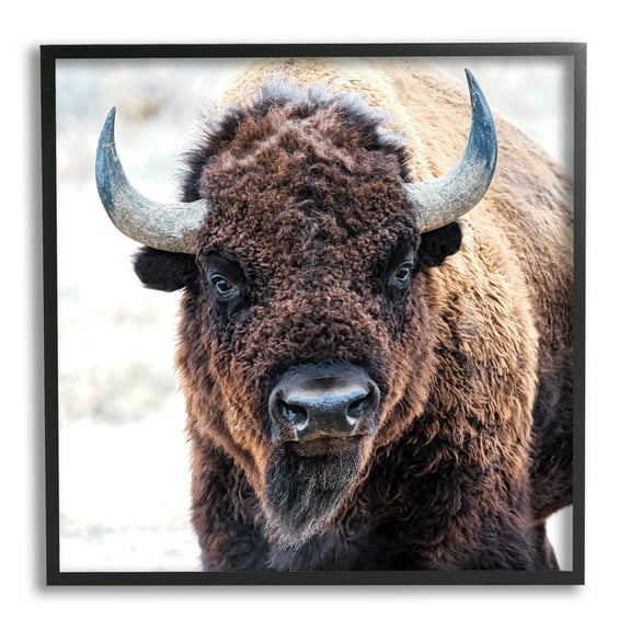 Stupell Industries American Bison Photography Animals & Insects Photography Black Framed Art Print Wall Art, 12 x 12