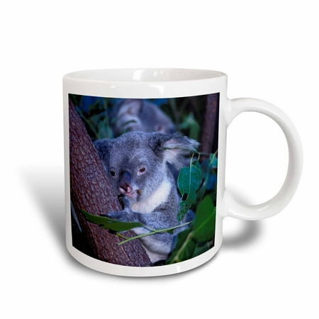 3dRose Koala. Queensland, Australia, Ceramic Mug, 11-ounce