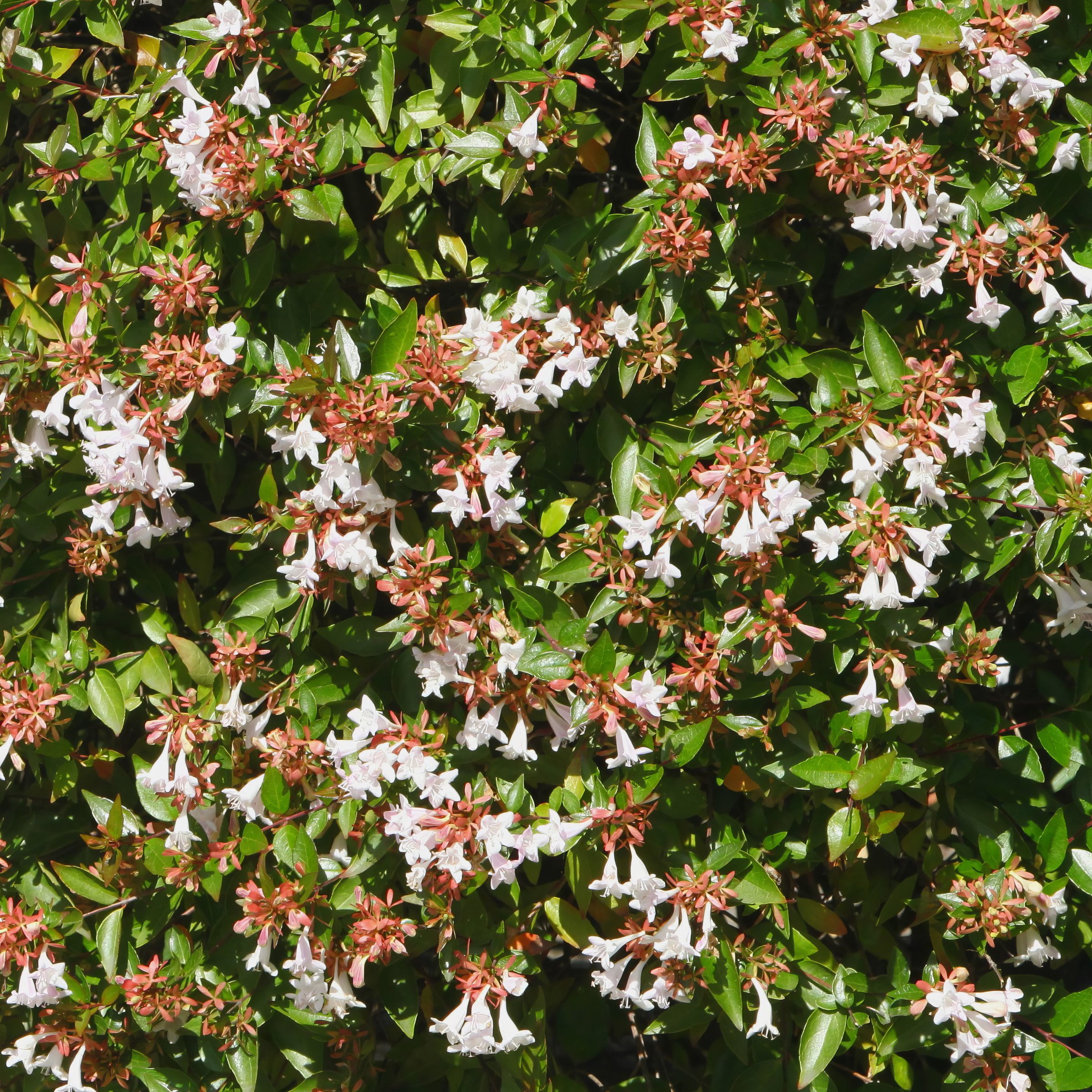 2.25 Gal. Abelia Rose Creek Flowering Shrub With White Blooms