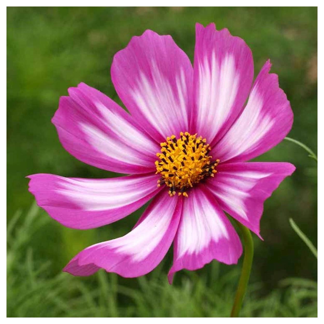Everwilde Farms - 1 lb Candystripe Cosmos Garden Flower Seeds - Gold Vault Bulk Seed Packet
