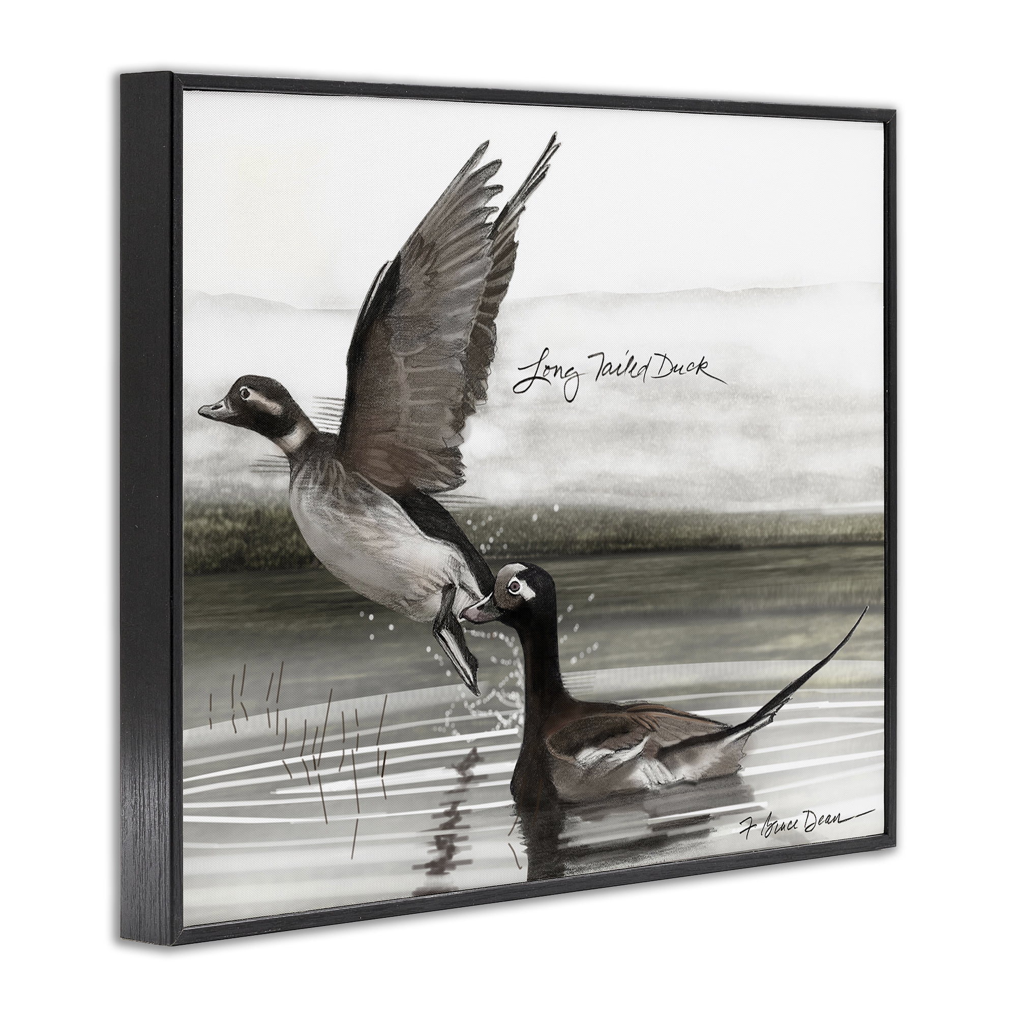 Stupell Industries Long Tailed Duck Animals & Insects Painting Black Framed Art Print Wall Art, 20 x 16