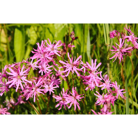 100 RAGGED ROBIN Pink Purplish Lychnis Flos Cuculi Flower Seeds
