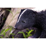 Hi-Line Gift Ltd. Walking Skunk Statue, Black and White