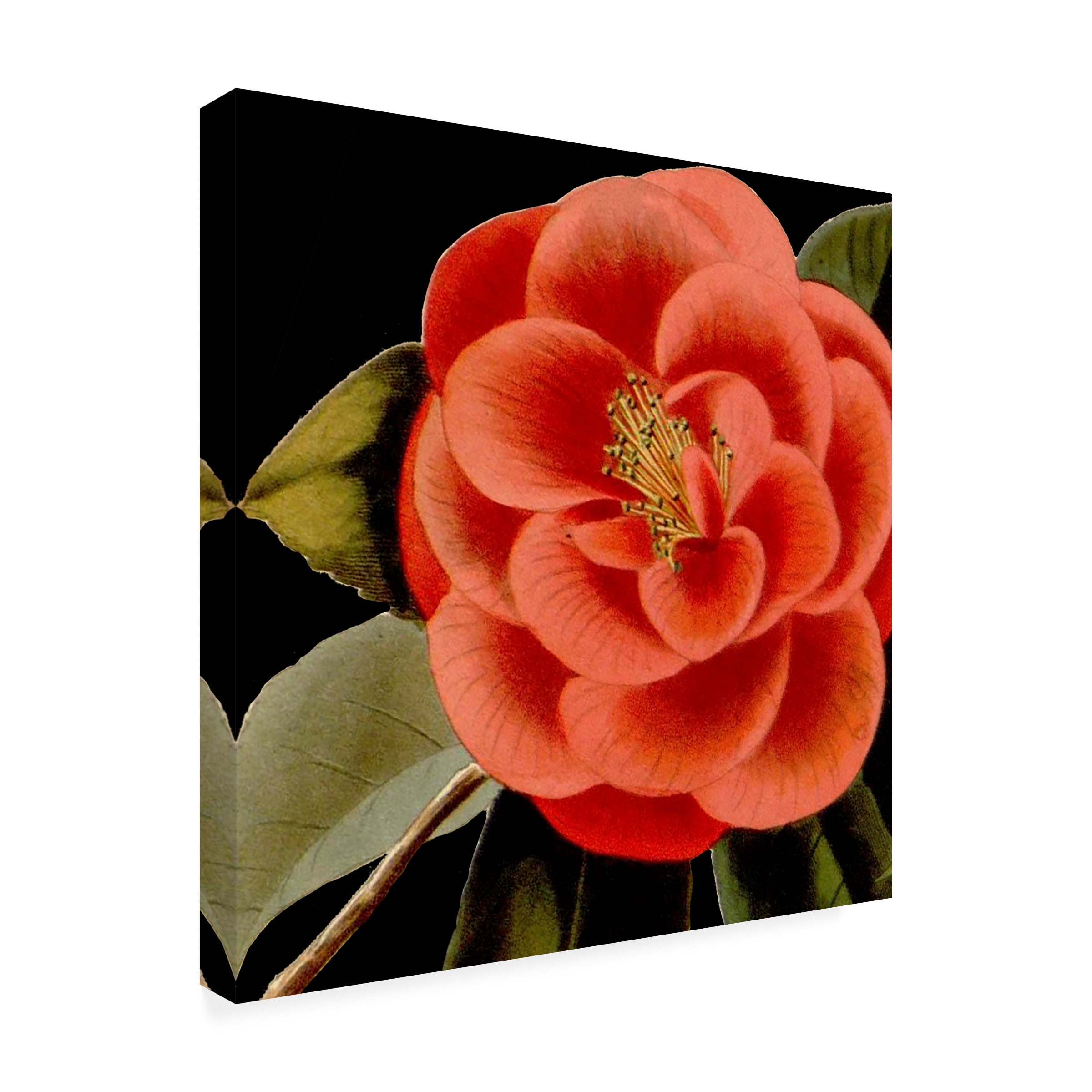 Vision Studio 'Dramatic Camellia III' Canvas Art