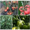 thumbnail image 3 of ShenMo 100 Pièces 9.5CM Support de tomates Clips Plantes tomates Forme de J pour tomates et légumes, 3 of 5