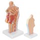 thumbnail image 5 of Modelo anatómico Higoodz Cavidad Nasal Humana Resistente a la Corrosión, 5 of 7