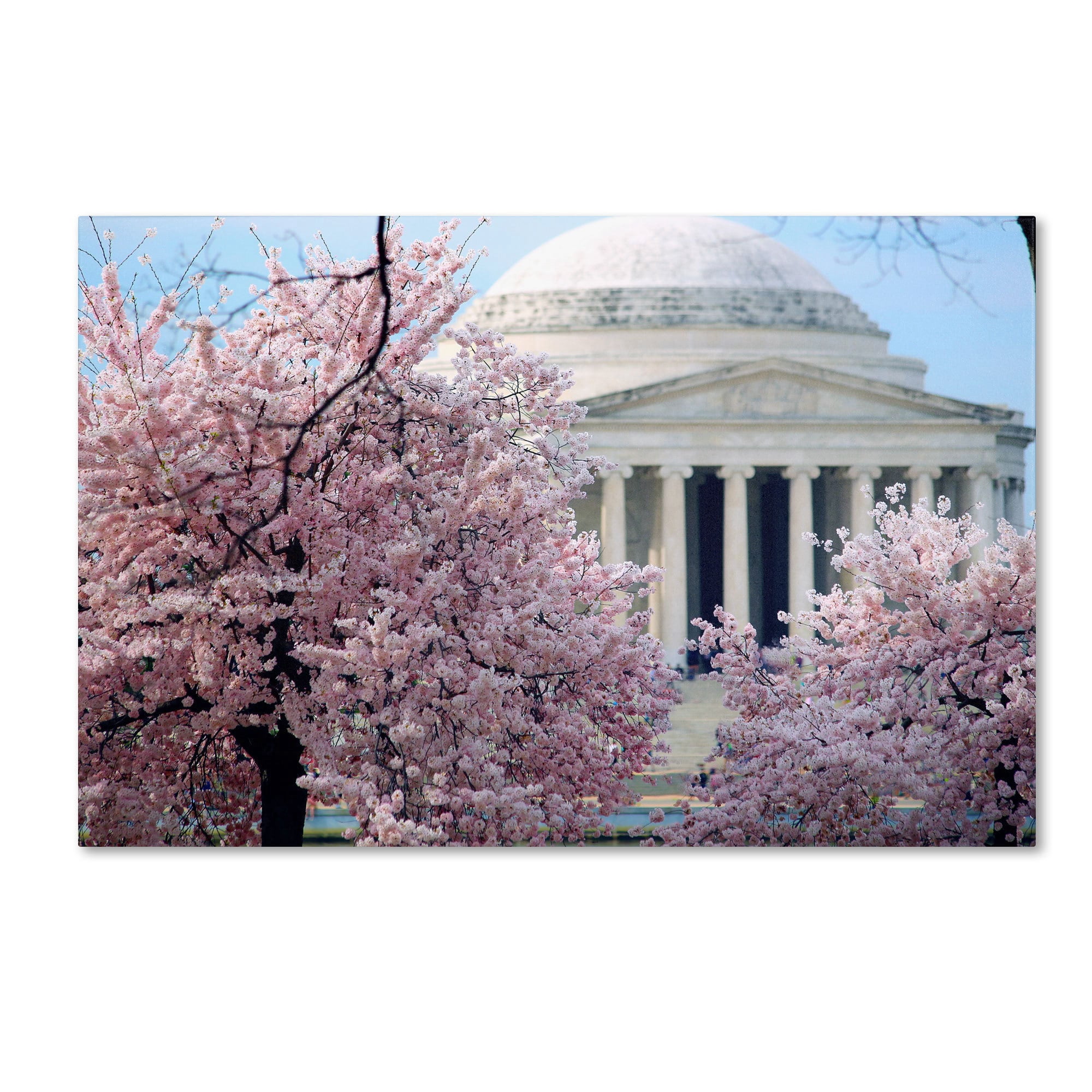 Trademark Fine Art "Cherry Blossoms 2014-7" Canvas Art by CATeyes