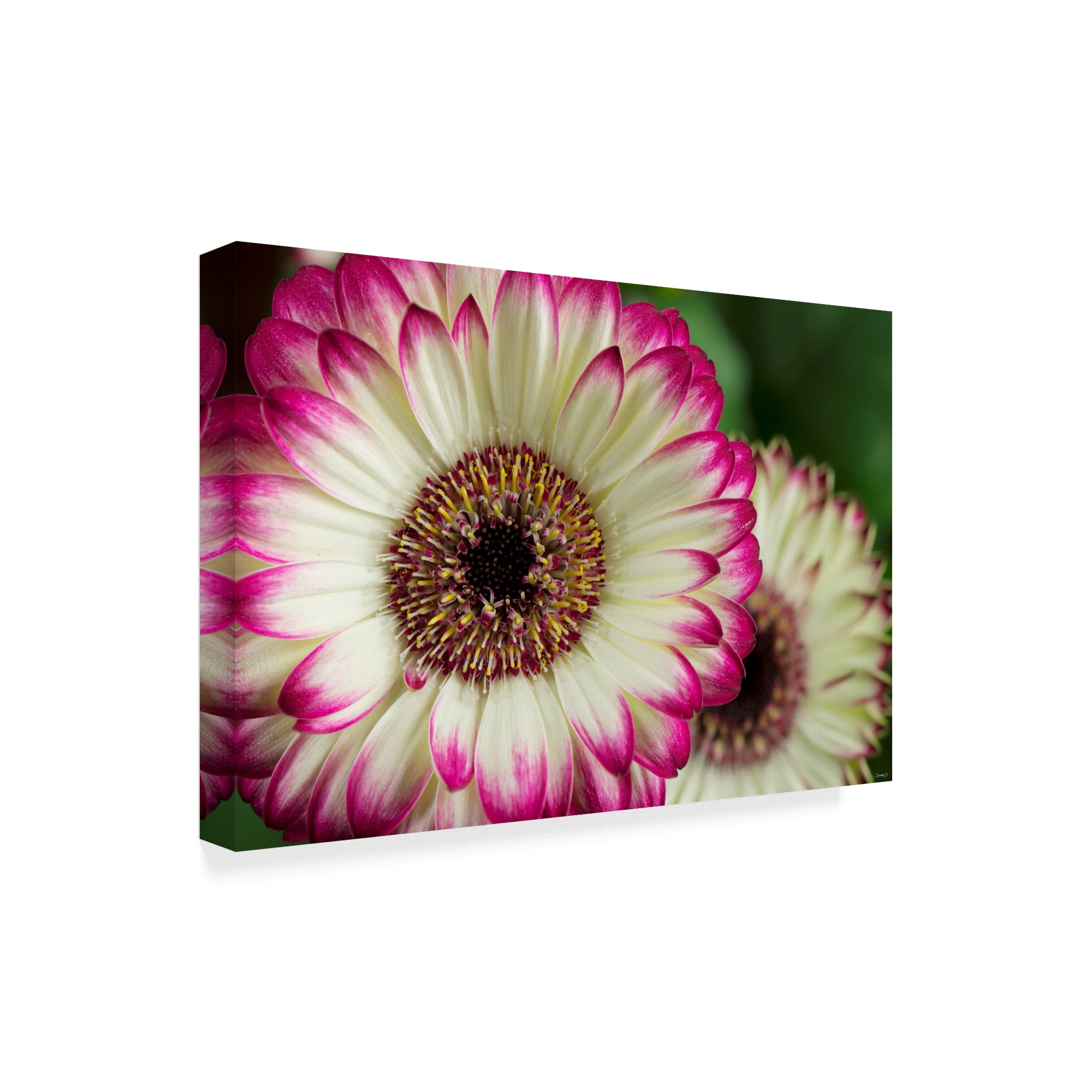 Trademark Fine Art 'Pink And White' Canvas Art by Gordon Semmens