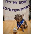 thumbnail image 2 of Juguete de cumpleaños para perros: pastel de cachorro, cupcake de peluche, chirrido y arrugado., 2 of 4