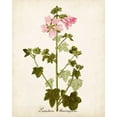 thumbnail image 2 of Unknown  12x14 Black Ornate Wood Framed with Double Matting Museum Art Print Titled - Antique Herb Botanical V, 2 of 4