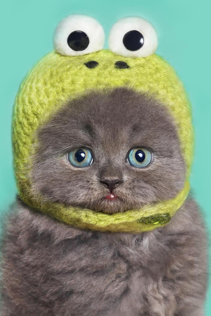 Cat in a frog hoodie