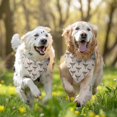 thumbnail image 3 of Dog Bandana 2 Pack,Beige Buffalo Skull Flower Pattern Bandanas for Dogs,Cat Bandana,Small/ Large Dog Bandana 2 Size,Dog Bandanas, 3 of 6