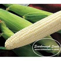 SCARBOROUGH SEEDS 25 SEEDS WHITE CORN (SILVER KING) HYBRID NON-GMO USA