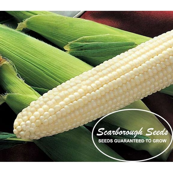 SCARBOROUGH SEEDS 25 SEEDS WHITE CORN (SILVER KING) HYBRID NON-GMO USA