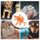 thumbnail image 5 of Ofertas Únicas 50 Pcs Tapas de Uñas Portátiles Antirayaduras para Perros Naranja Tamaño: S, 5 of 5