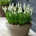 thumbnail image 3 of White Grape Hyacinth or Muscari Flower Bulbs - 25 Bulbs per Pack - Pleasantly Scented - Deer Resistant - Grows Well In Containers - Perennializing - Grow Indoors or Outdoors – Live Plant Garden, 3 of 6