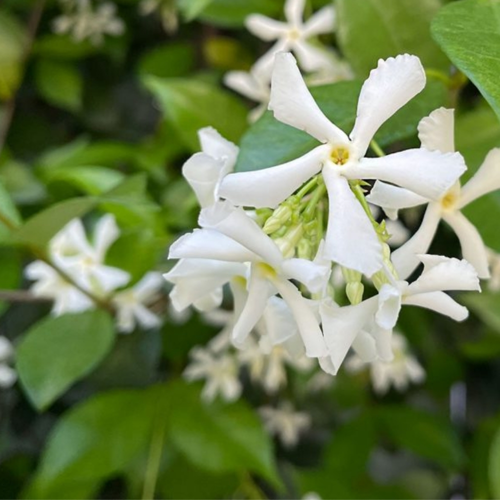 Green Confederate Star Jasmine Live Plant 4 to 8 Inch Tall, Jasmine Climbing Plant for Outdoor Gardening
