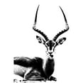 thumbnail image 3 of Sommers, Mindy 13x18 Black Modern Framed Museum Art Print Titled - Antelope, 3 of 5
