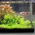 thumbnail image 4 of icolorfuled Ceramic Floating Koi Fish Statue for Aquariums Fish Tanks and Water Gardens Enhance Decor with, 4 of 6