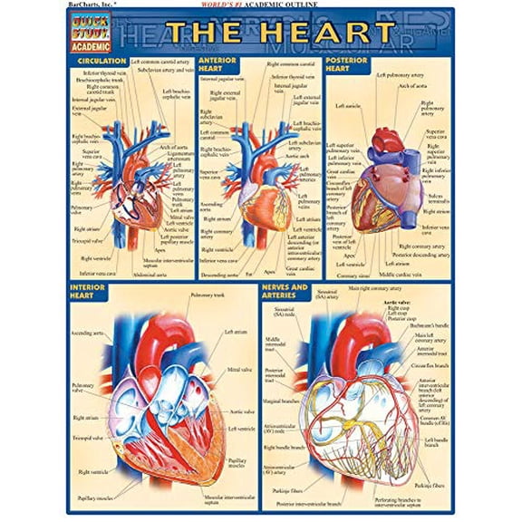 Pre-Owned Heart: QuickStudy Laminated Reference Guide (Quick Study Academic), 9781572225374, 1572225378, Paperback, 1 edition