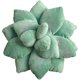 thumbnail image 1 of Cute Succulent Cactus , Bed Home R Novelty P Cush, 1 of 5