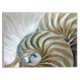 thumbnail image 1 of Cuadro Decorativo - Nautilo dorado Jr  Impresión en canvas, estrechado, 1 of 2