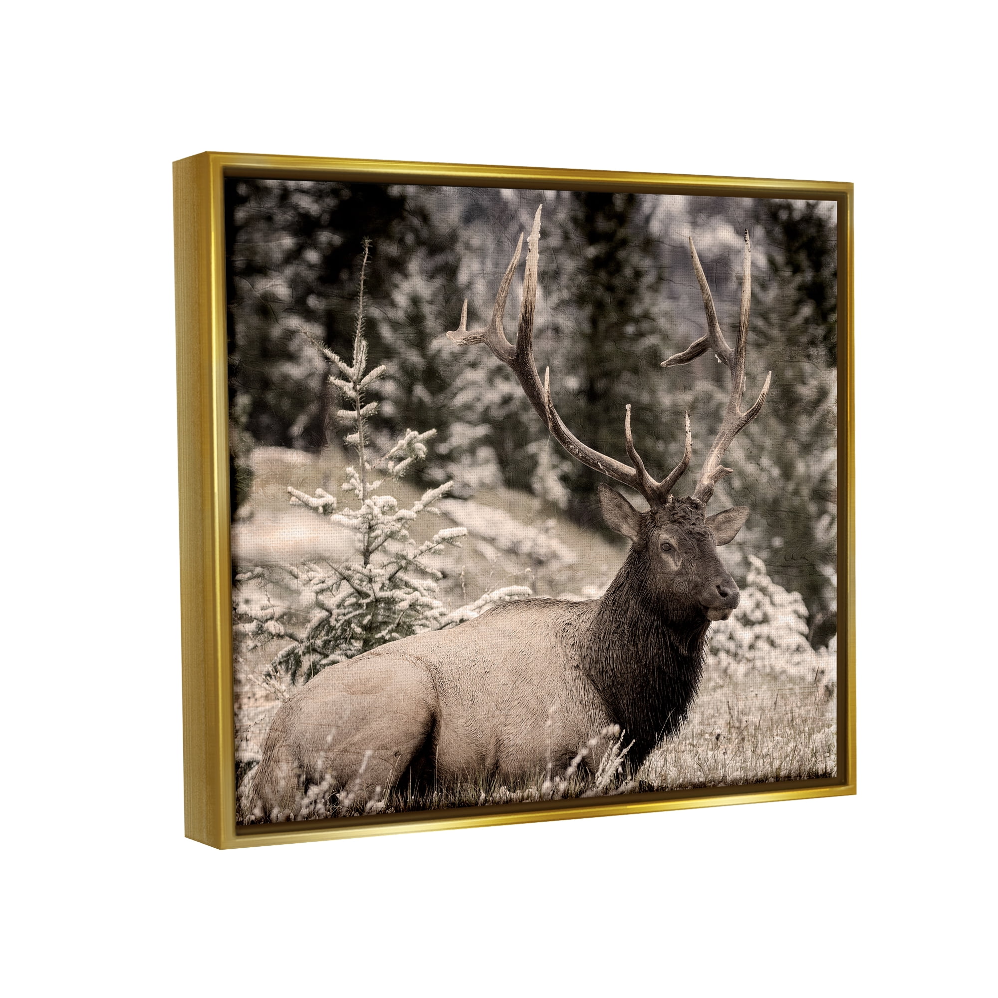 Stupell Industries Elk in Nature Photography Animals & Insects Photography Gold Floater Framed Canvas Art Print Wall Art, 21 x 17