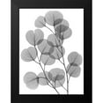 thumbnail image 2 of Koetsier, Albert 19x24 Black Modern Framed Museum Art Print Titled - Eucalyptus Bunch, 2 of 5