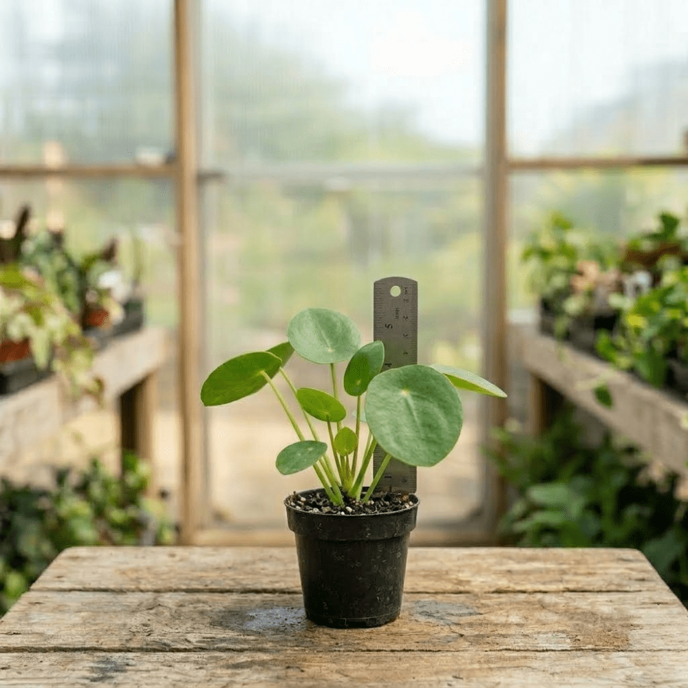 Money Plant, Pilea Peperomioides Live Plant, Peperomia pilea, 2 inch Pot for Indoor Houseplant