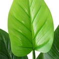 thumbnail image 2 of Vintage Home Artificial Faux Real Touch 5.59 Feet Tall Philodendron Erubescens With Fiberstone Planter, 2 of 6