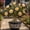 G, variant on Desert Rose, Low Maintenance - Easy Grow - Ideal for Beds Borders, Plant Pots & Planters