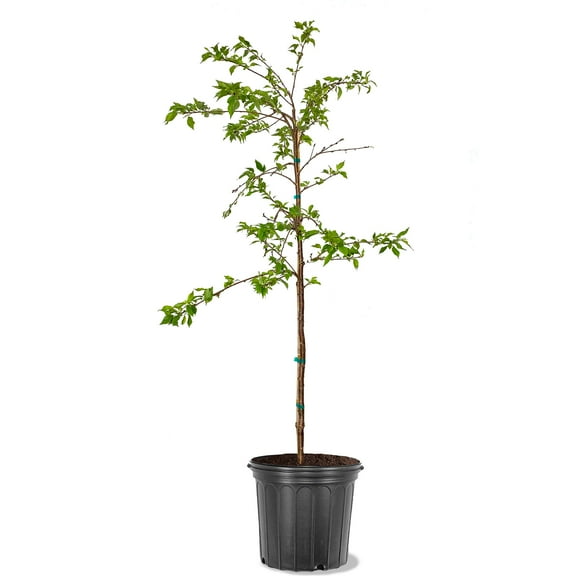 Expert Gardener 2-3 ft tall Weeping Yoshino White Flowering Cherry Live Tree in 5-Gallon Grower Pot