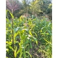 thumbnail image 2 of TomorrowSeeds - Painted Mountain Ornamental Corn (USDA Organic) Seeds - 30+ Count - For 2026 Planting, 2 of 9
