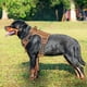 thumbnail image 2 of Arnés táctico para perros Beebiepet Heavy Duty para perros grandes, 2 of 5