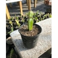 thumbnail image 4 of 3" Potted Dragon Fruit Live Plant - 3 to 5" Tall - Hand Picked Nursery…, 4 of 4