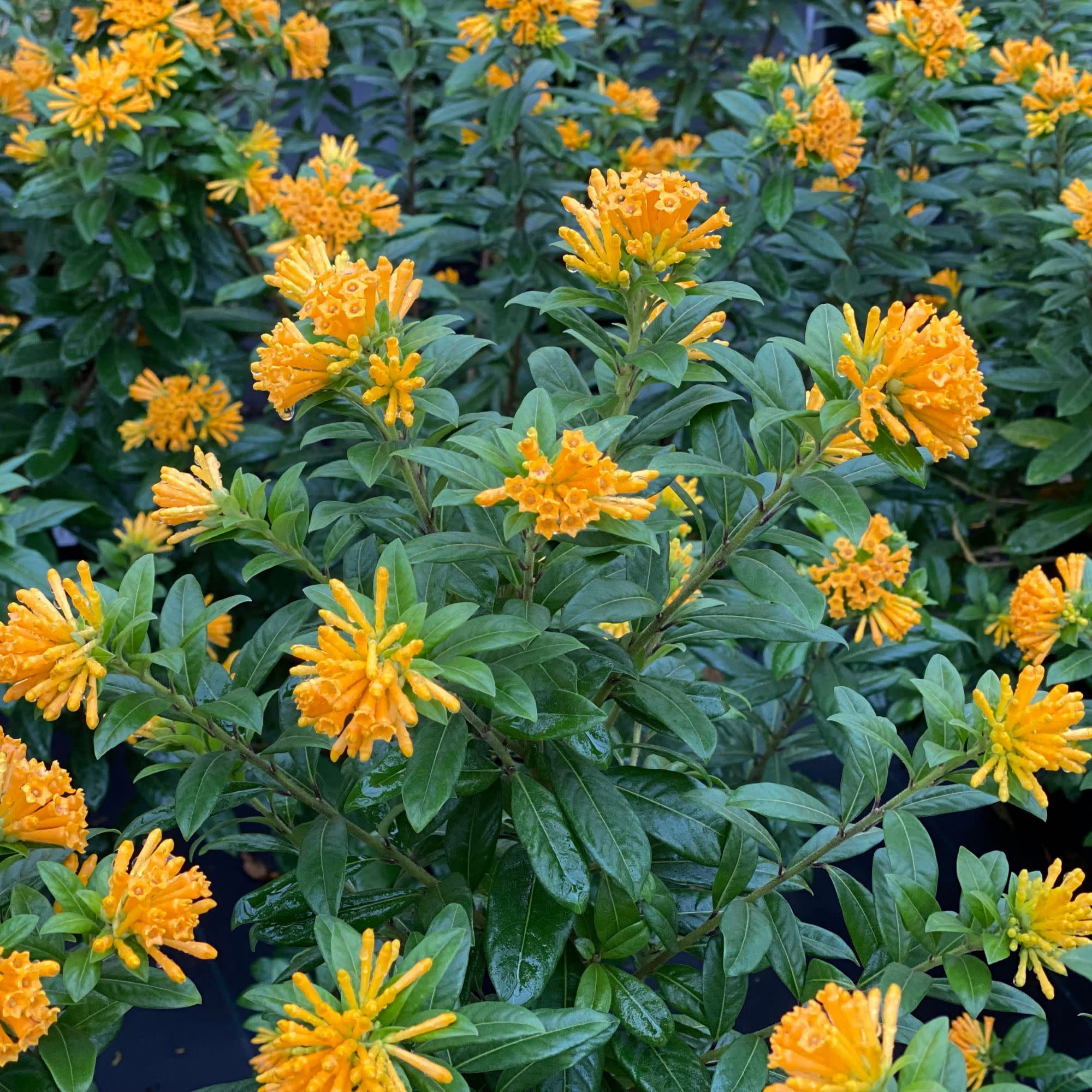 Proven Winners ColorChoice 5" Juiced Orange Jessamine Live Plant in 4.5" Pot (4 Count)